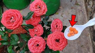 Best instant fertilizer for all plants | How to use aspirin tablet as a fertilizer for all plants