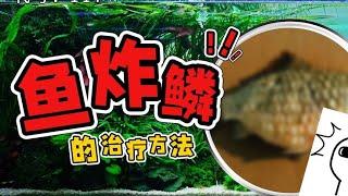 鱼病篇丨鱼炸鳞的治疗方法，它还有得救！#水族 #养鱼日记