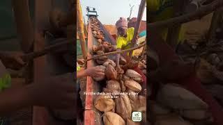 Farmers earn income from extracting fibre from coconut husks