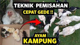 Cepet Gede   !!pemisahan anakan ayam kampung dari indunya