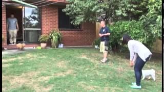 In Home Puppy Training Melbourne with Positive K9 Training