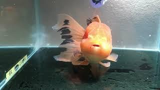 For Sale: "Halloween" XL Thai Oranda Goldfish Male (JU34) Fishchick Auctions (June Sale)