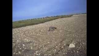 TOM COBRANDO LIEBRE EN TOLEDO(BRACO ALEMAN)