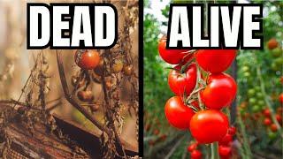 11 Tomato Mistakes That Are Killing Your Harvest