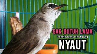 trucukan gacor ROPEL PANJANG pancingan trucukan agar bunyi JADIKAN burung trucuk gacor NYAUT