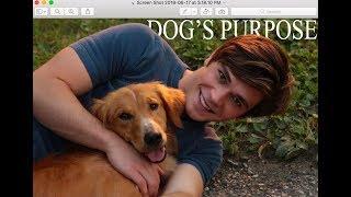 A Dogs Purpose I Bailey's story I Someone You Loved