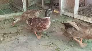 TOP New Funny  Ducks  Video Compilation 2024 - Funny Ducks  Video Specially For ducks Lovers