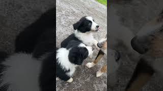 Puppy Winston loves to give kiss and hugs #australianshepherd #doglove