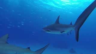 Bahamas Eleuthera Caribbean Reef Sharks