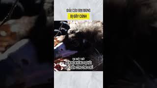 Giải cứu đại bàng bị gãy cánh