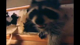 Raccoon Tears Up Kitchen