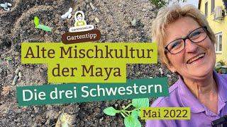 Die drei Schwestern: Alte Mischkultur der Maya mit Mais, Bohnen und Kürbis etwas abgewandelt