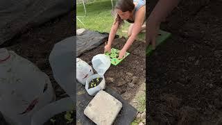 Companion Planting Amaranth and Zinnias - #cutflowergarden #amaranth #zinnias #companionplanting
