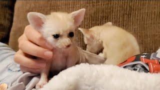 Bonding with Baby Fennec Foxes 