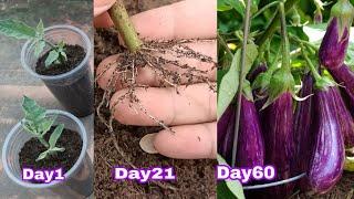 Growing Eggplant From Cutting