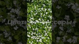 Не сажайте эти фиалки, не подумав о месте их расположения
