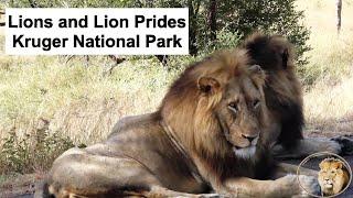 Experience the Majesty of Lions around Satara Rest Camp, Kruger National Park