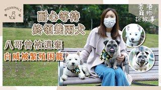 耐心等待終領養兩犬，八哥曾被遺棄，白威被繁殖場困籠5年！| 香港寵物說故事 | 咩毛