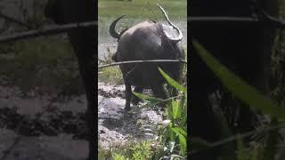 so hot day the Buffalo sleep in the water #animal #americanbuffalo #waterbuffalo #Houen Houem