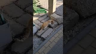 Бездомный котик