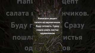 Салат из одуванчиков. Сбор ингредиентов.