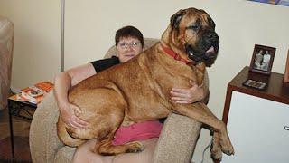 When Your Big Dog Thinks He's a BABY!  Funny dog videos 2024