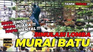 SIMULASI LOMBA MURAI BATU TANPA TERIAK 