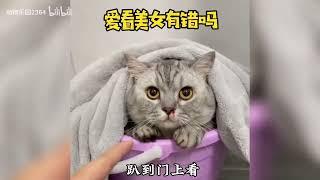 全网最好色的猫，偷看女主人洗澡还流鼻血