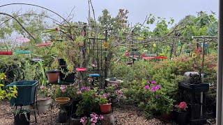How to Attract Birds LIVE from Garden on a Misty Morning in California w/ Wild Birds & Hummingbirds