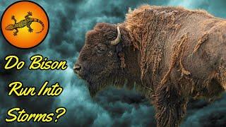 Do Bison Run Into Storms?