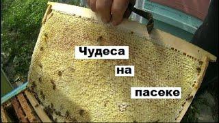 Чудеса пчеловодства