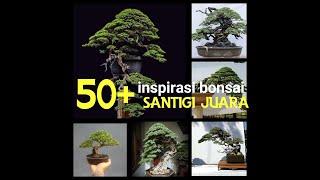 50+ INSPIRASI BONSAI SANTIGI JUARA