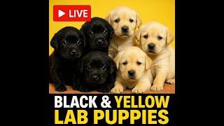 LIVE STREAM: Meet These Adorable 4 Week Old Lab Puppies! #live #livestream