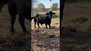 Danny visiting with me… #ranch #danny #bull #cow #calves #cattle #shortsfeed #animals #shorts