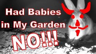 A Rabbit Left Her Babies in My Garden. Nooooo!