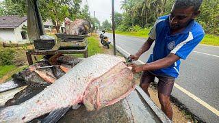 20Kg Big Eggs In Catla Fish Market in Sri Lanka Monster Fresh Water Catching & Cleaning