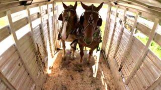 The Draft Horses are Taking a Ride Today!!  #653