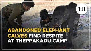This is how abandoned elephant calves receive special care at Theppakadu camp