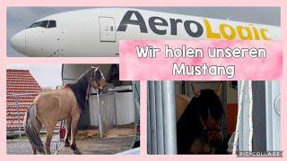 Der wilde Mustang kommt aus Amerika zu uns!!