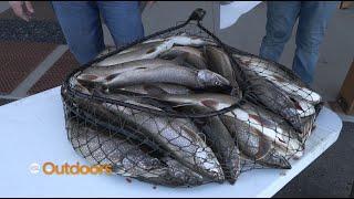 Jigging Up Lake Trout Pups for Population Control at Flaming Gorge