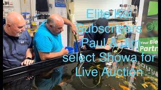  Elite Koi Subscribers Paul & Jim Select Tosai Showa for Live Auction! 