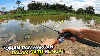 TOMAN dan HARUAN di Dalam Satu Sungai !!