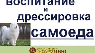 дрессировка  и воспитание самоеда  как воспитать самоеда