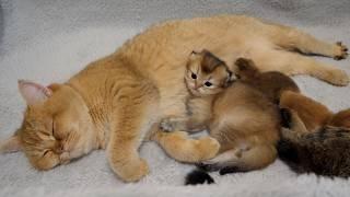 Kitten Latte loves grandmother cat Mimi's belly because it's so fluffy.