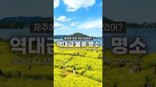 2025년 절대 놓치지 말아야할 제주 여행지 추천!