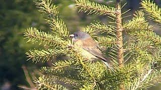 Dark-eyed Junco (Pink-sided Junco)