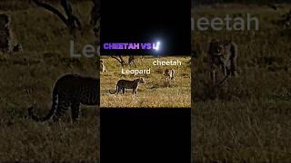 cheetah vs leopard #trending #cheetah #leopard #shorts #short #wildlife #youtubeshorts #viralvideo