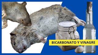 Cómo ELIMINAR RATAS con ⭐ BICARBONATO y VINAGRE ⭐