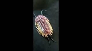 All trilobite toys