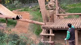 Panda Huibao chases grandpa Song